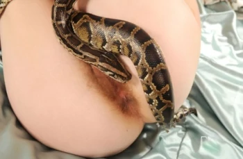 Actrita Snake